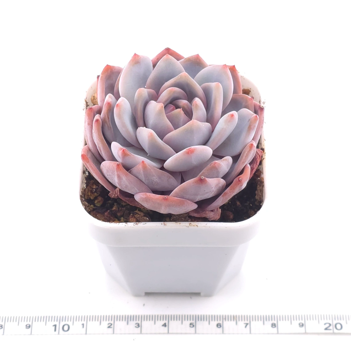 Echeveria ‘Orange Monroe’ | 橙夢露 thumbnail 3