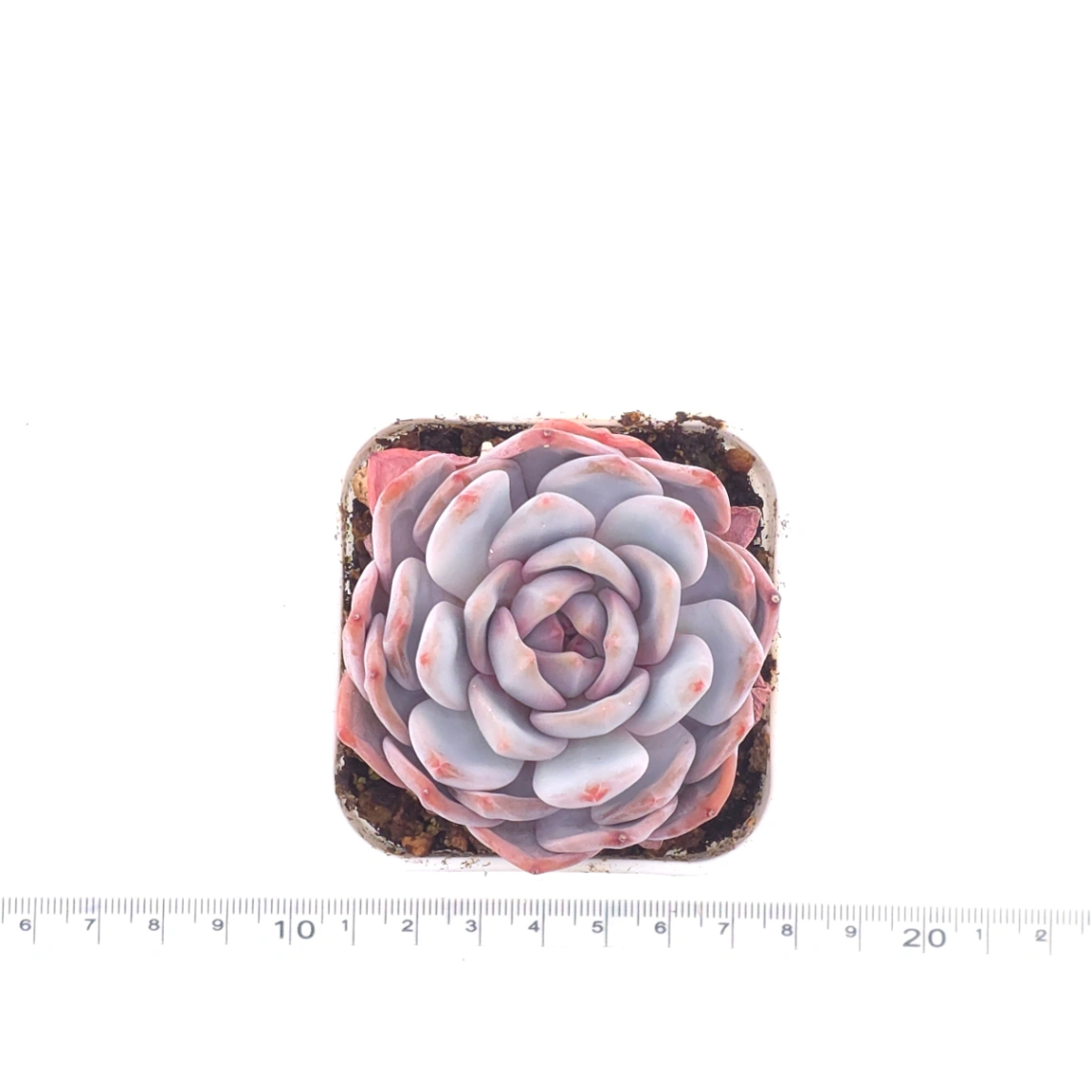 Echeveria ‘Orange Monroe’ | 橙夢露 thumbnail 4