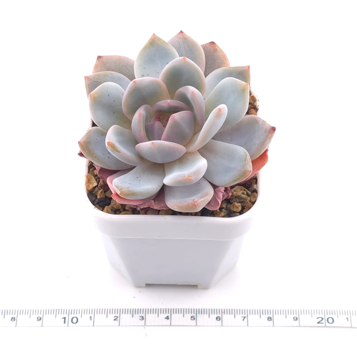 Echeveria ‘Orange Monroe’ | 橙夢露 thumbnail 3
