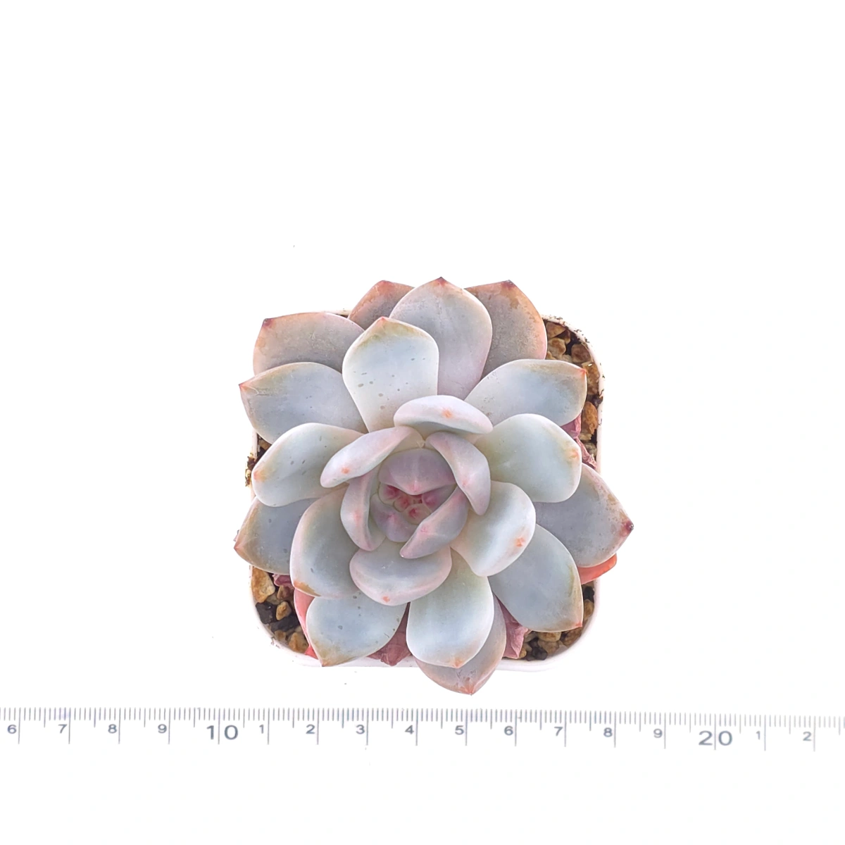 Echeveria ‘Orange Monroe’ | 橙夢露 thumbnail 4