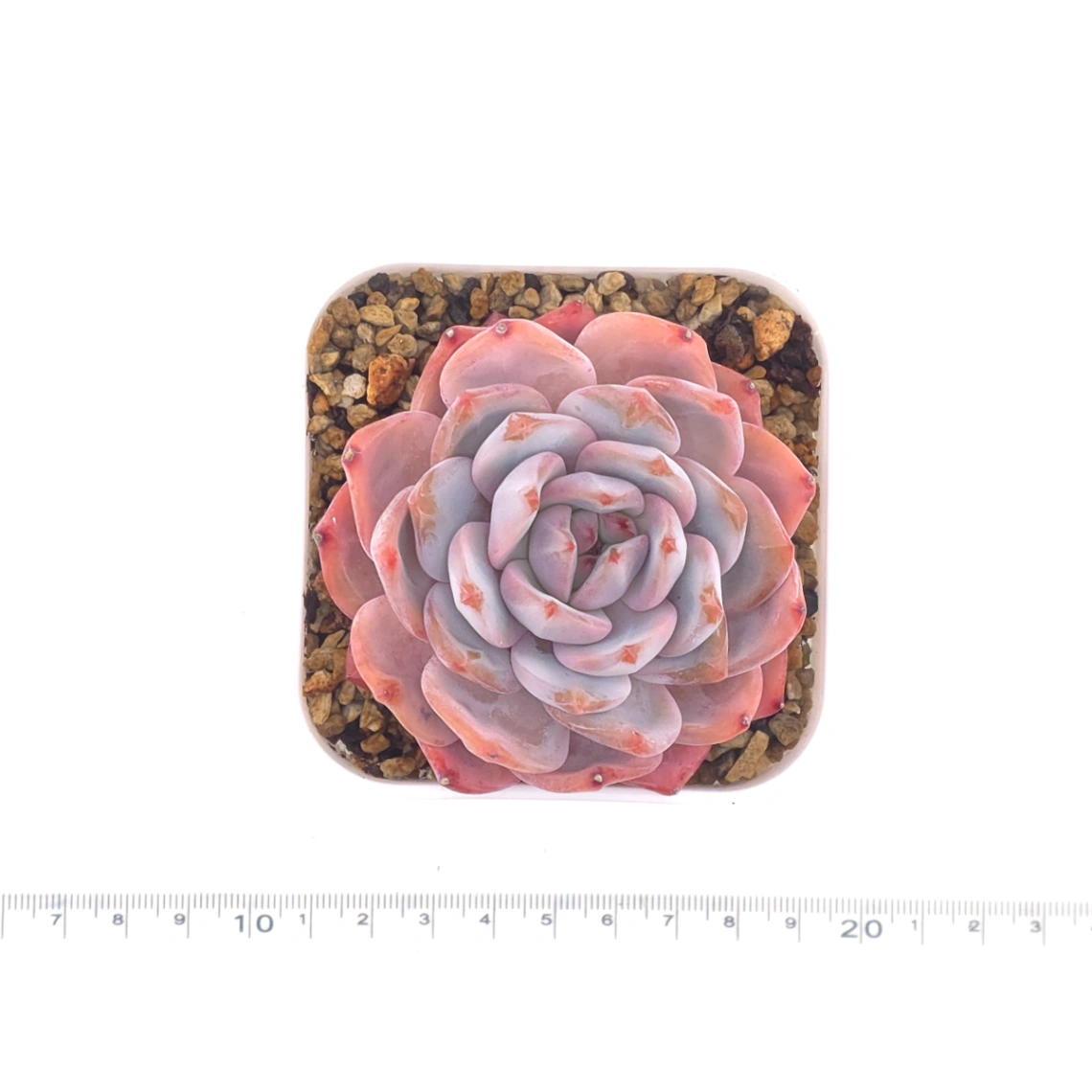Echeveria ‘Orange Monroe’ | 橙夢露 thumbnail 4