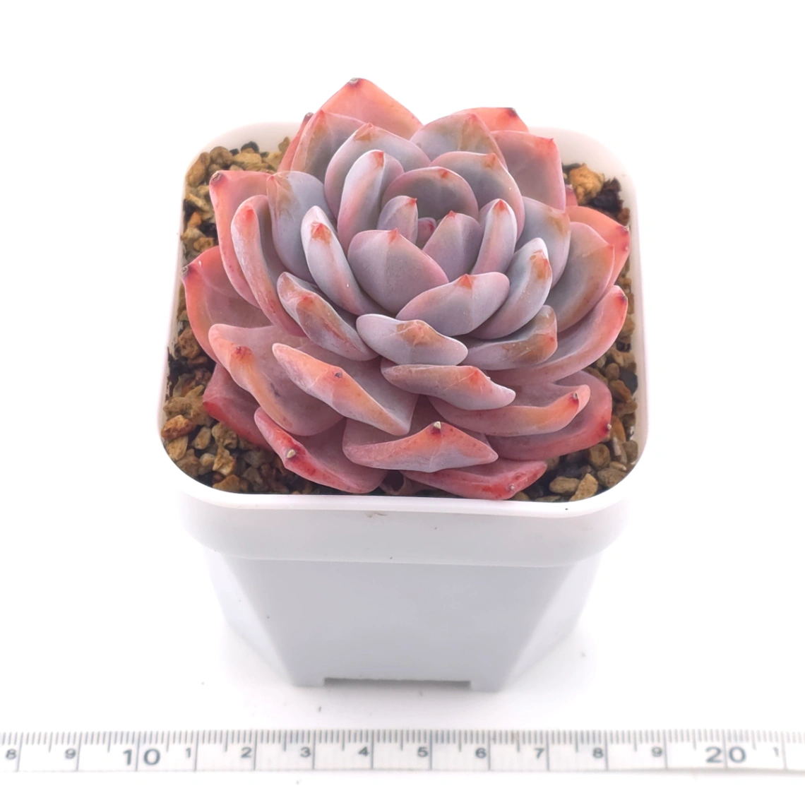 Echeveria ‘Orange Monroe’ | 橙夢露 thumbnail 3