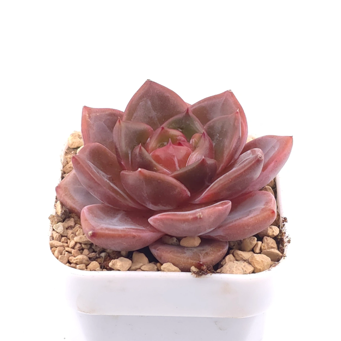 Echeveria ‘Orange Monroe’ spp. | 橙夢露雜 thumbnail 2