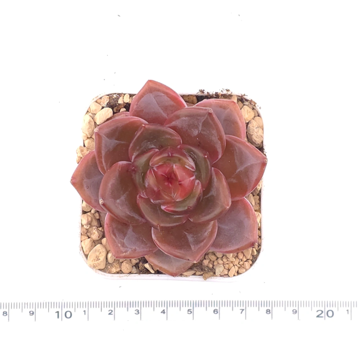 Echeveria ‘Orange Monroe’ spp. | 橙夢露雜 thumbnail 4