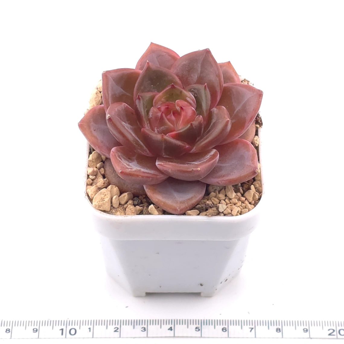 Echeveria ‘Orange Monroe’ spp. | 橙夢露雜 thumbnail 3
