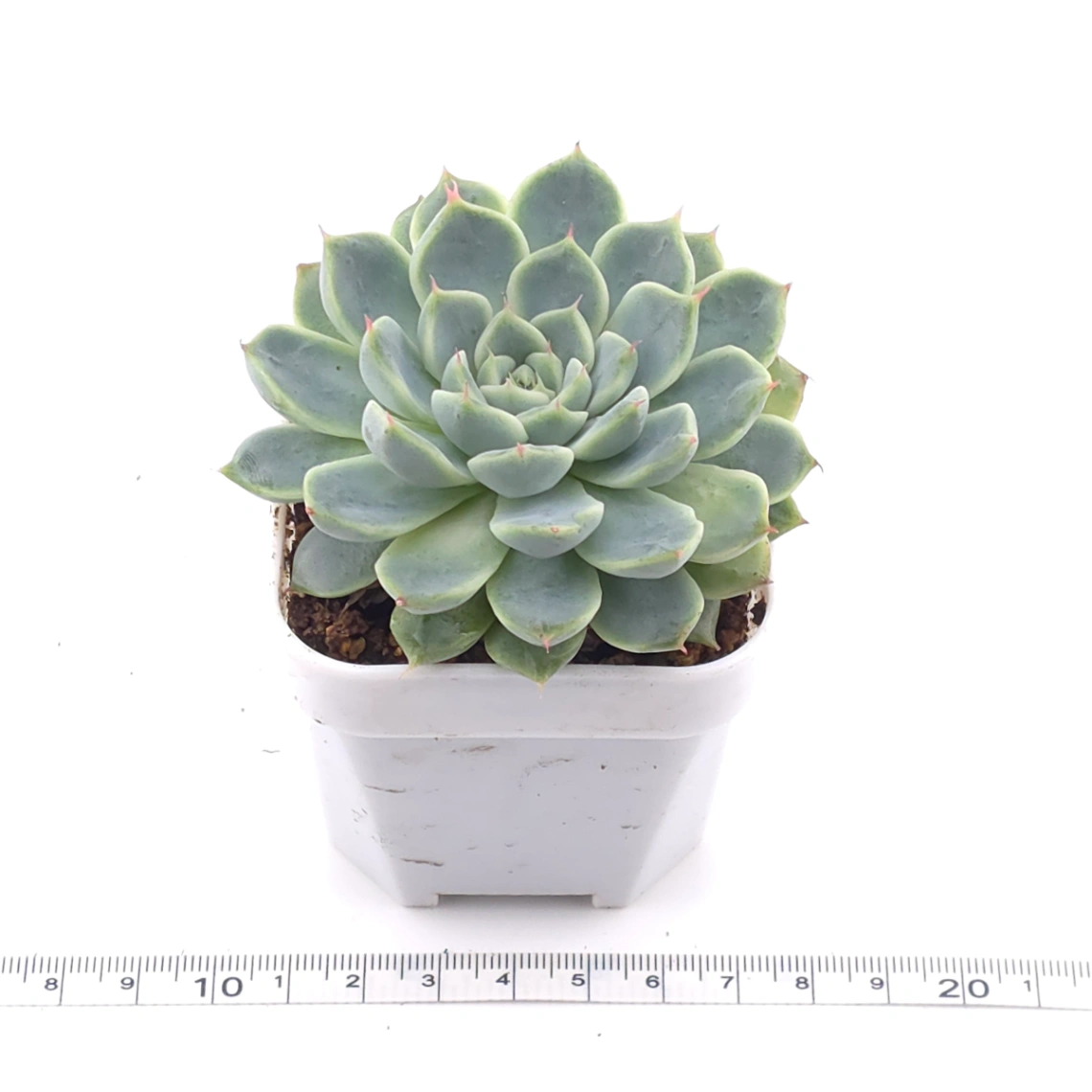 Echeveria ‘Pink Sea’ | 粉海 thumbnail 3