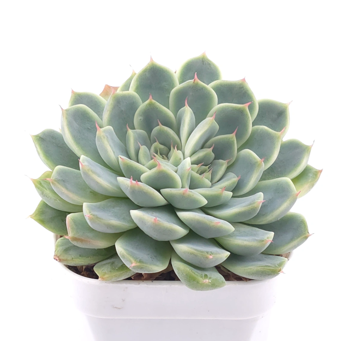 Echeveria ‘Pink Sea’ | 粉海 thumbnail 2