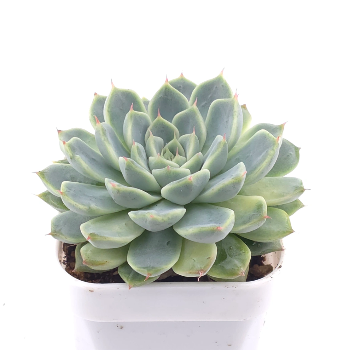 Echeveria ‘Pink Sea’ | 粉海 thumbnail 2