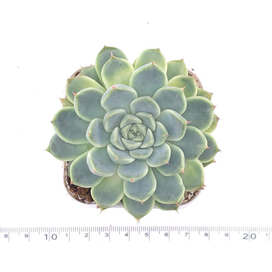 Echeveria ‘Pink Sea’ | 粉海 thumbnail 4