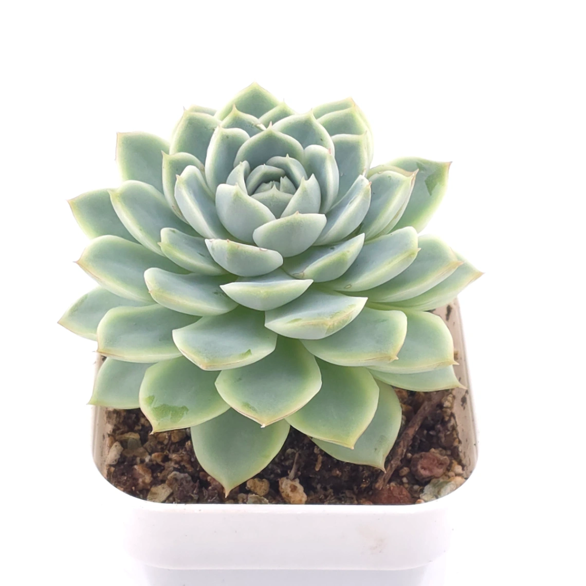 Echeveria ‘Pink Sea’ | 粉海 thumbnail 2