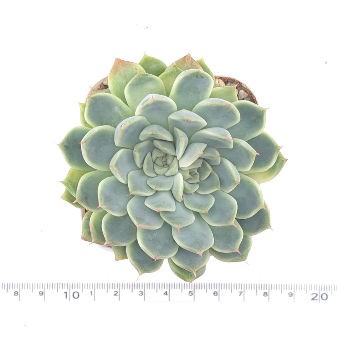 Echeveria ‘Pink Sea’ | 粉海 thumbnail 4