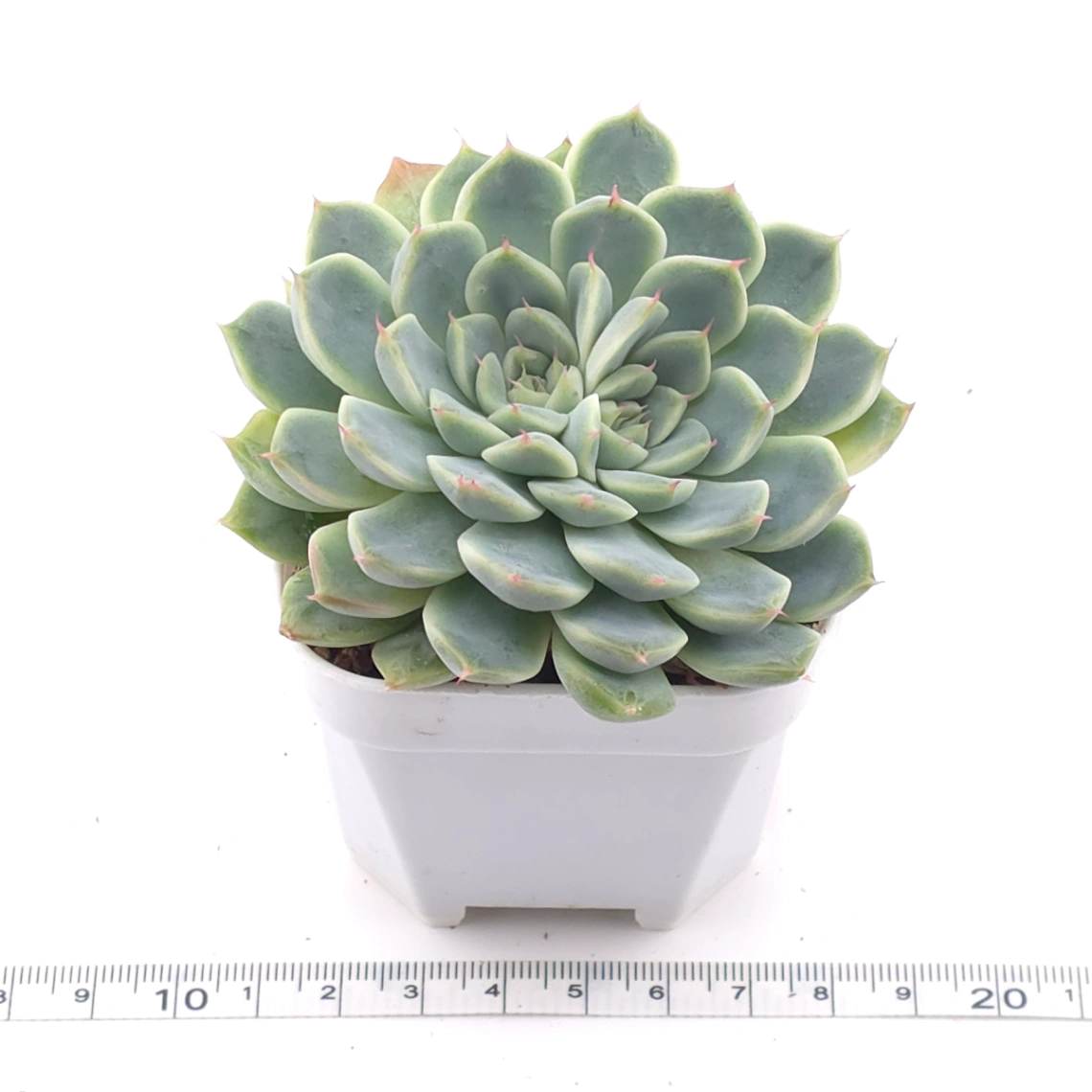 Echeveria ‘Pink Sea’ | 粉海 thumbnail 3
