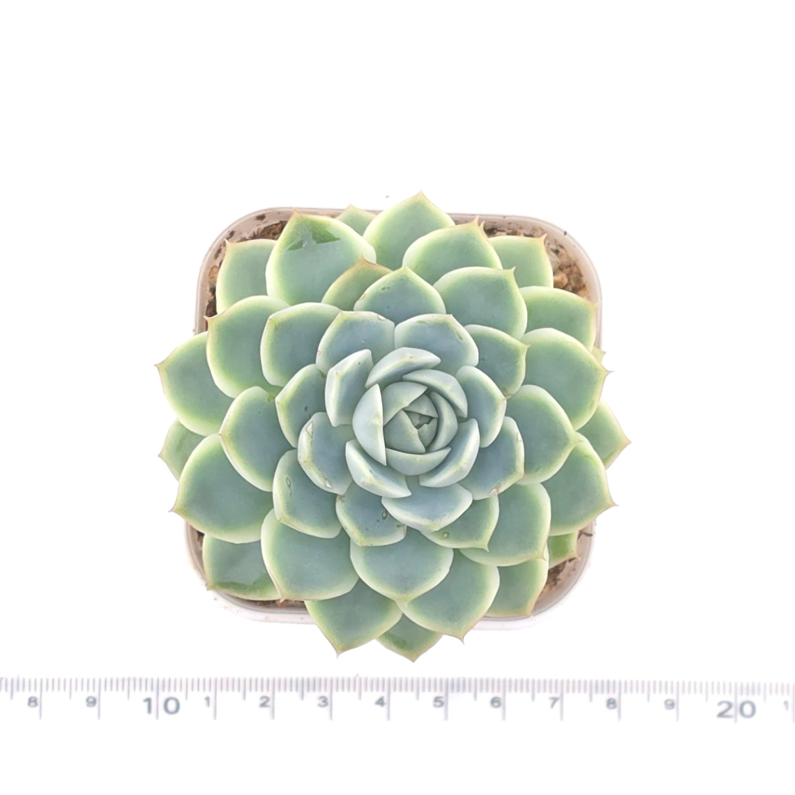 Echeveria ‘Pink Sea’ | 粉海 thumbnail 4
