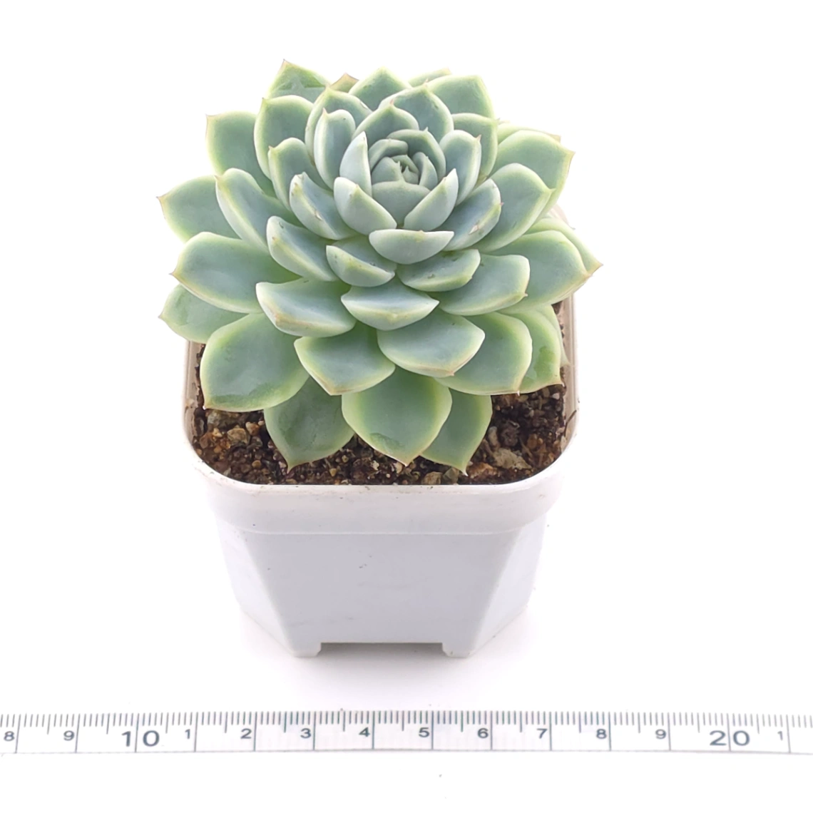 Echeveria ‘Pink Sea’ | 粉海 thumbnail 3