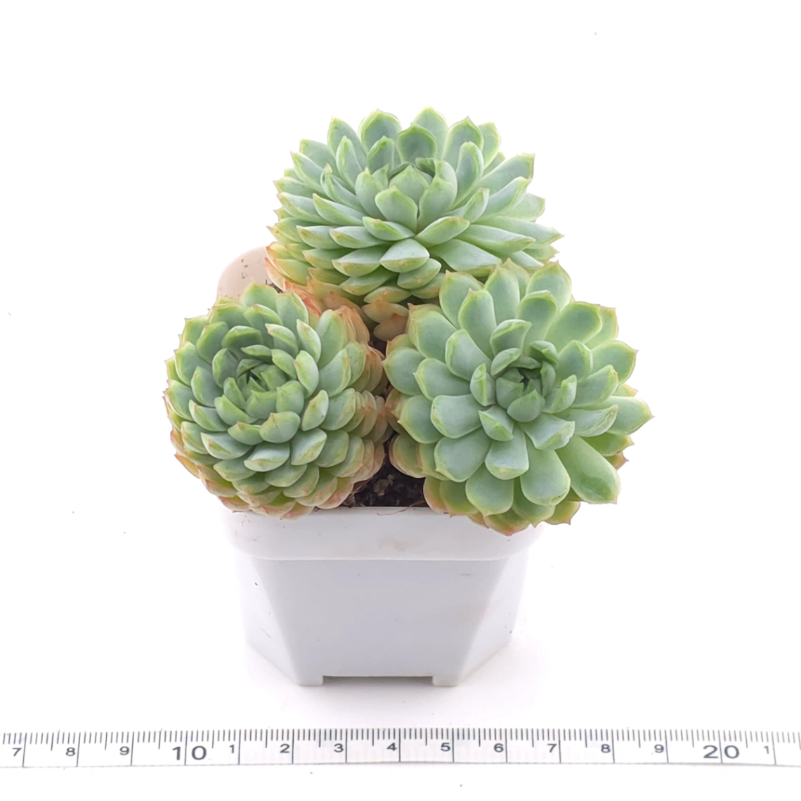 Echeveria ‘Red Hole’ | 朱砂痣 thumbnail 3