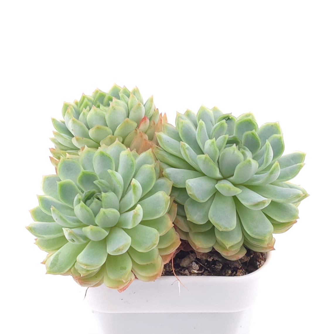 Echeveria ‘Red Hole’ | 朱砂痣 thumbnail 2