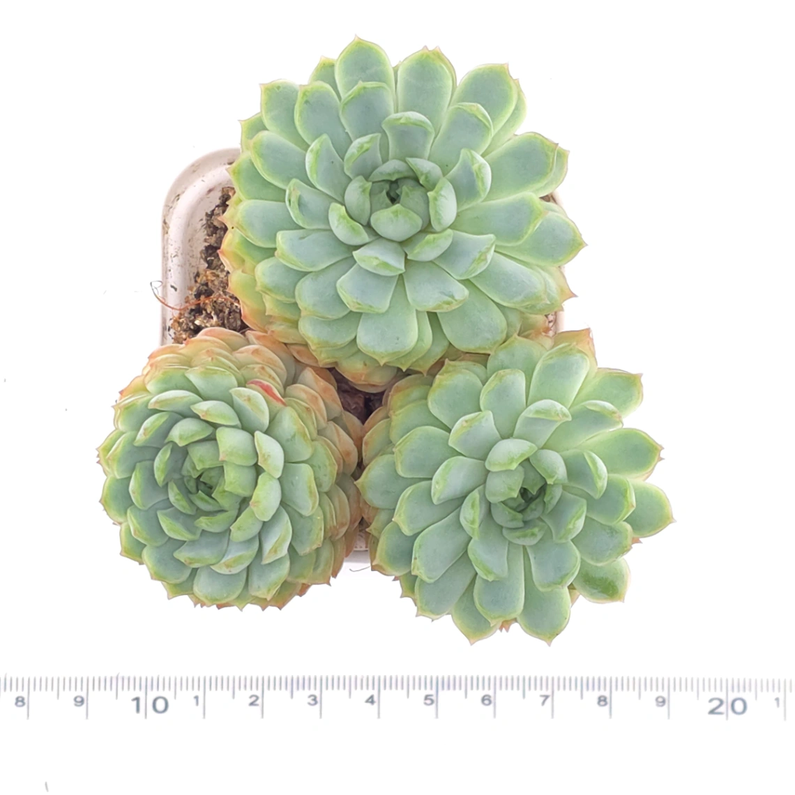 Echeveria ‘Red Hole’ | 朱砂痣 thumbnail 4