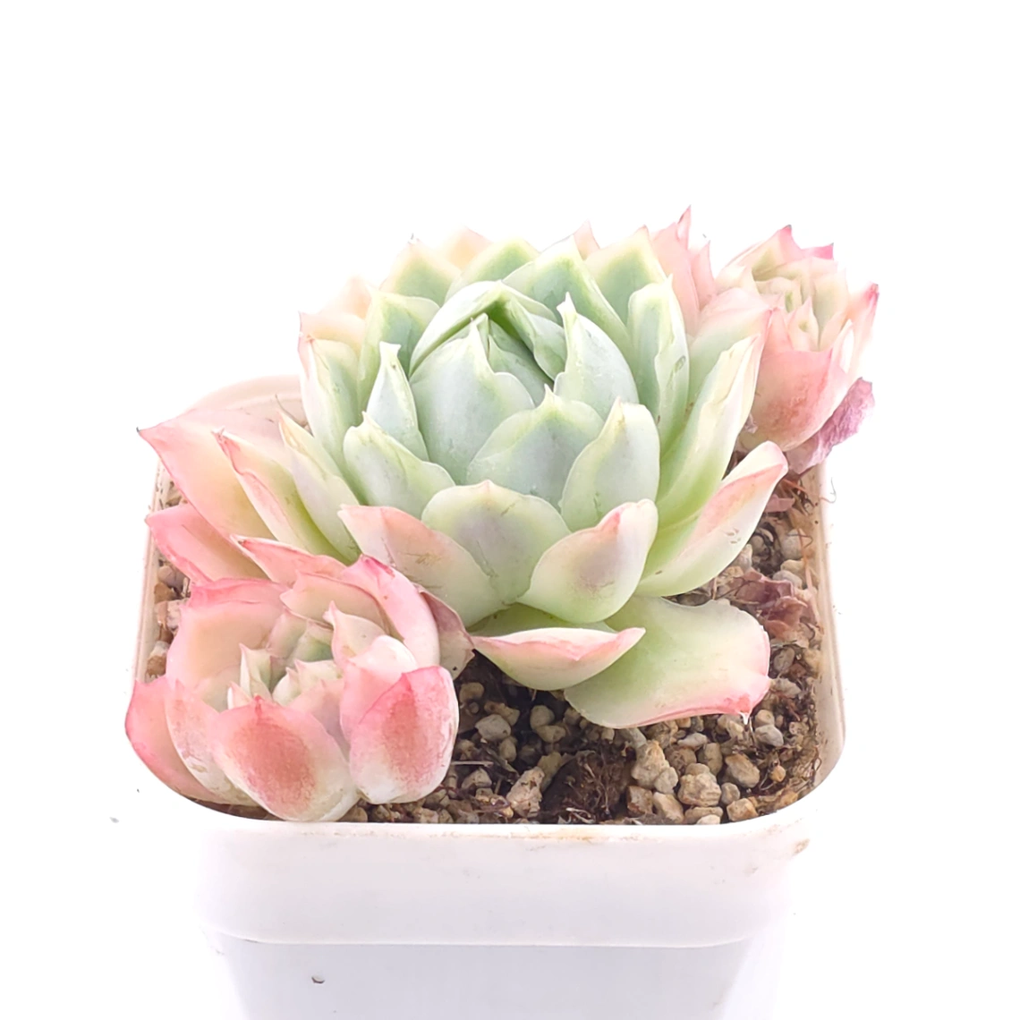 Echeveria ‘Sakula’ | 落櫻 thumbnail 2