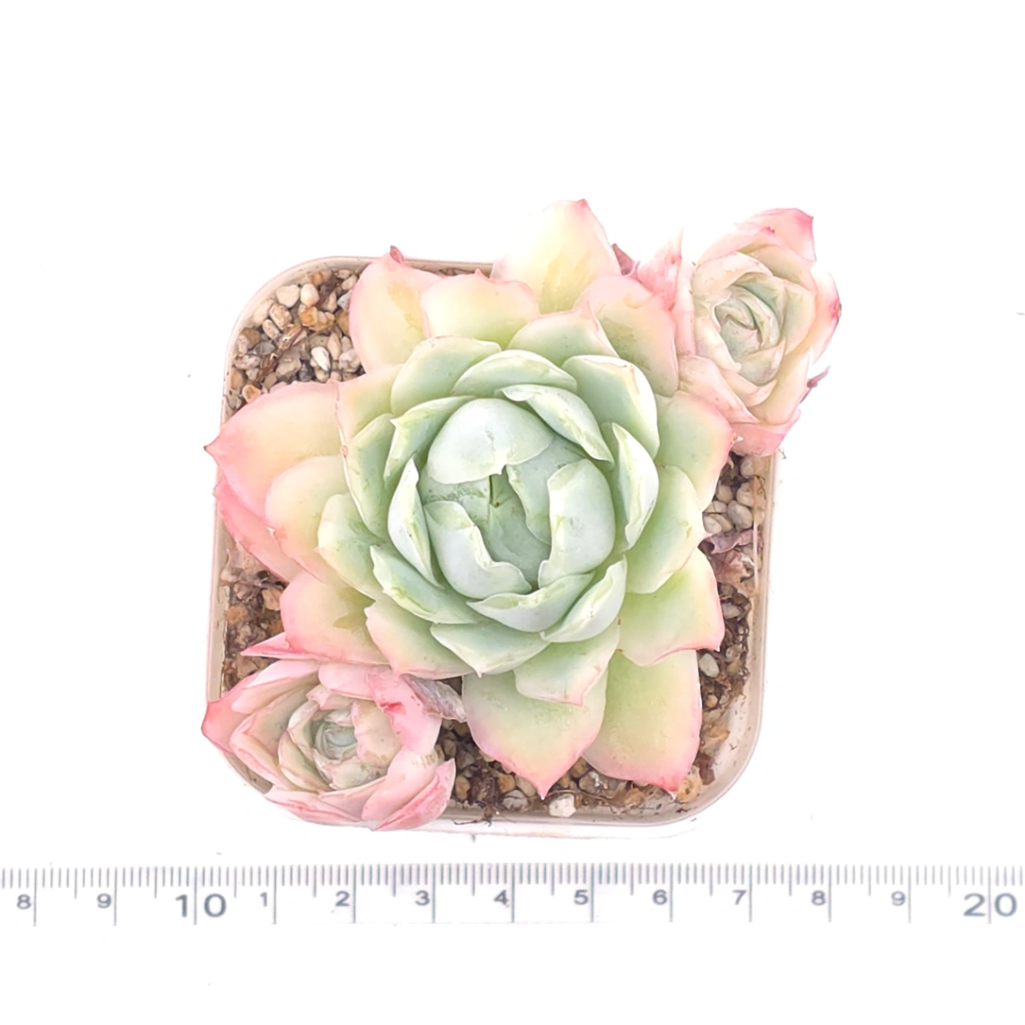 Echeveria ‘Sakula’ | 落櫻 thumbnail 4