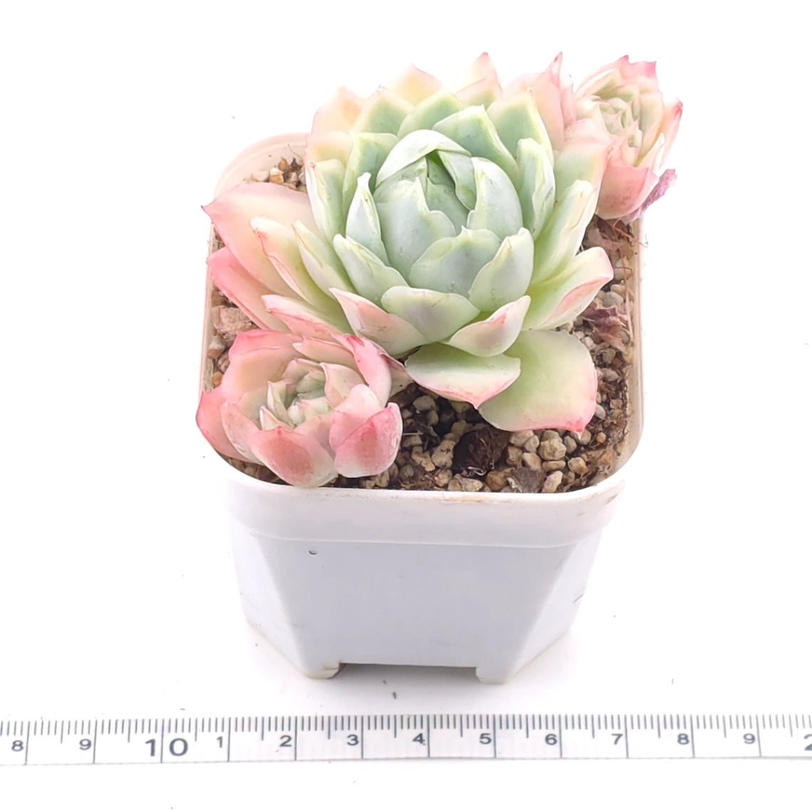 Echeveria ‘Sakula’ | 落櫻 thumbnail 3