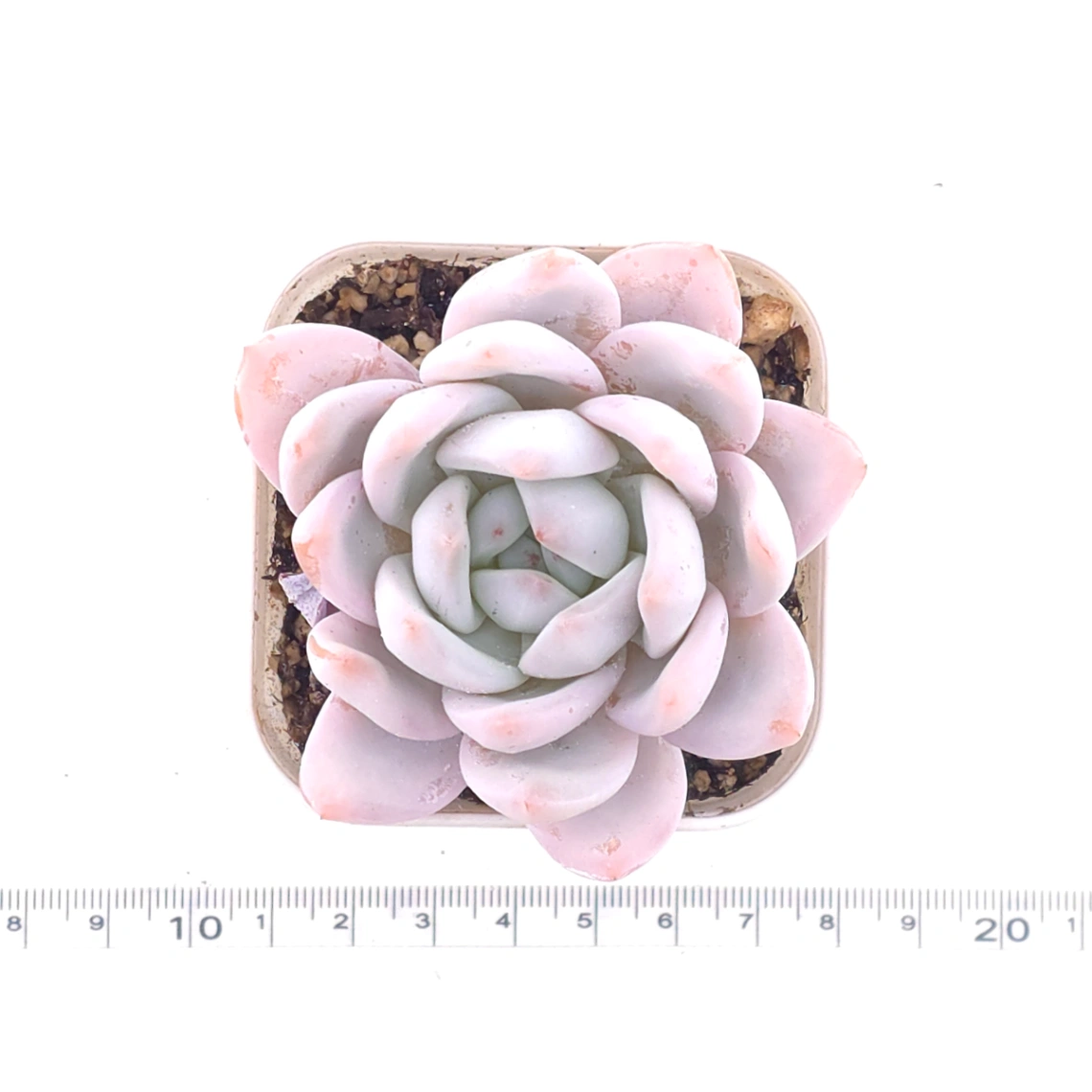 Echeveria ‘Sang-A’ | 嫦娥 thumbnail 4