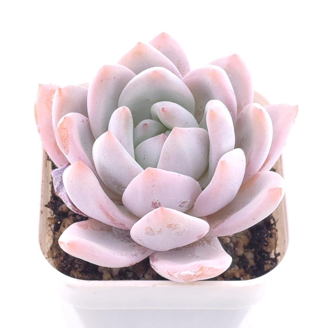 Echeveria ‘Sang-A’ | 嫦娥 thumbnail 2