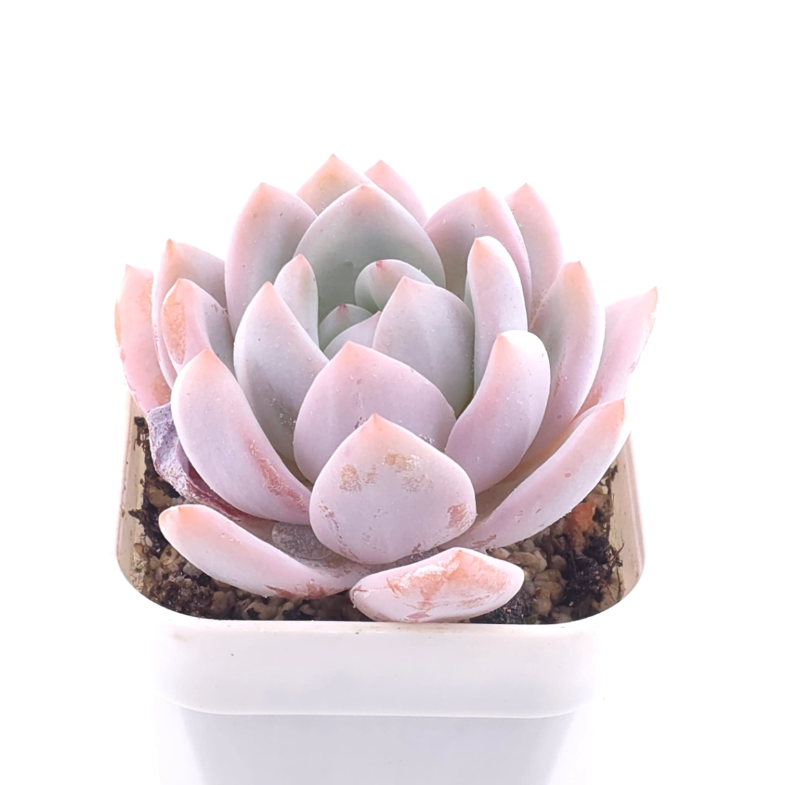 Echeveria ‘Sang-A’ | 嫦娥 thumbnail 3