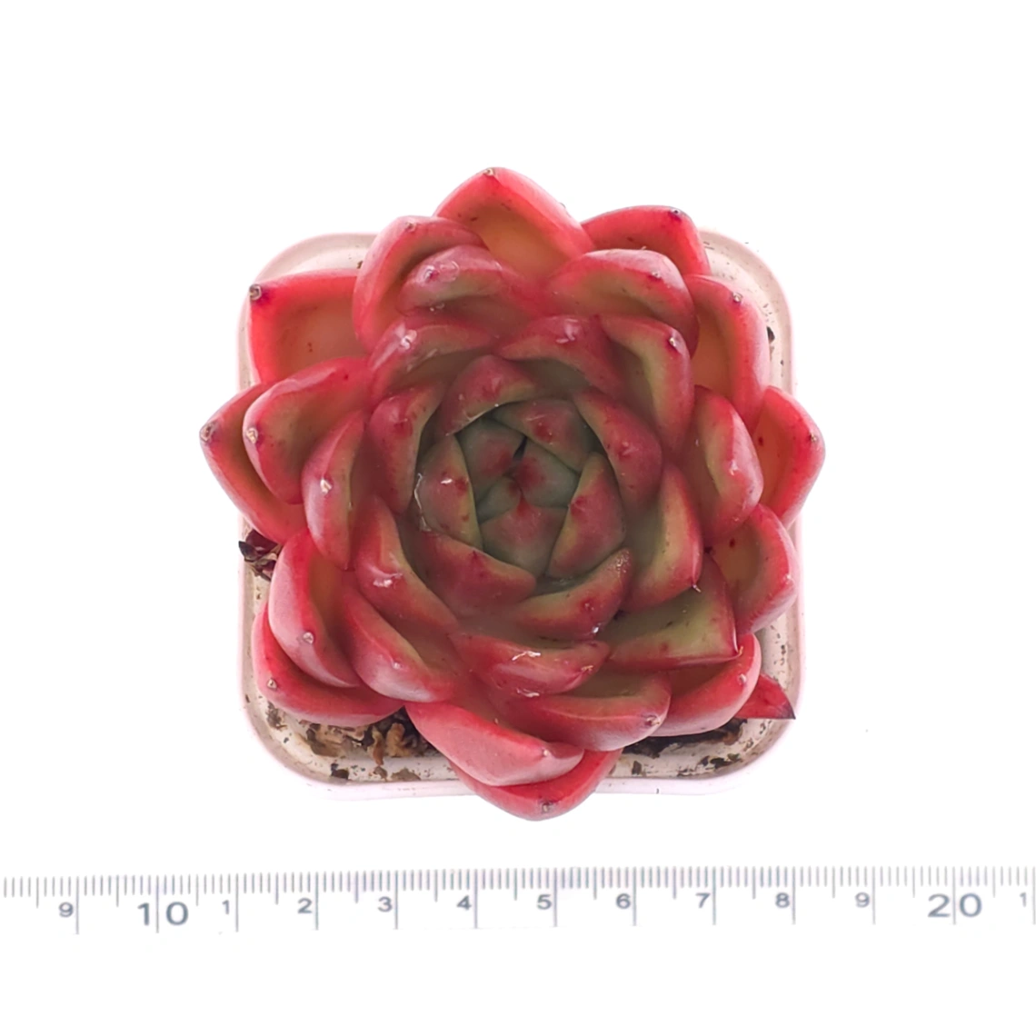 Echeveria ‘Scarlet’ | 緋紅女王 thumbnail 4