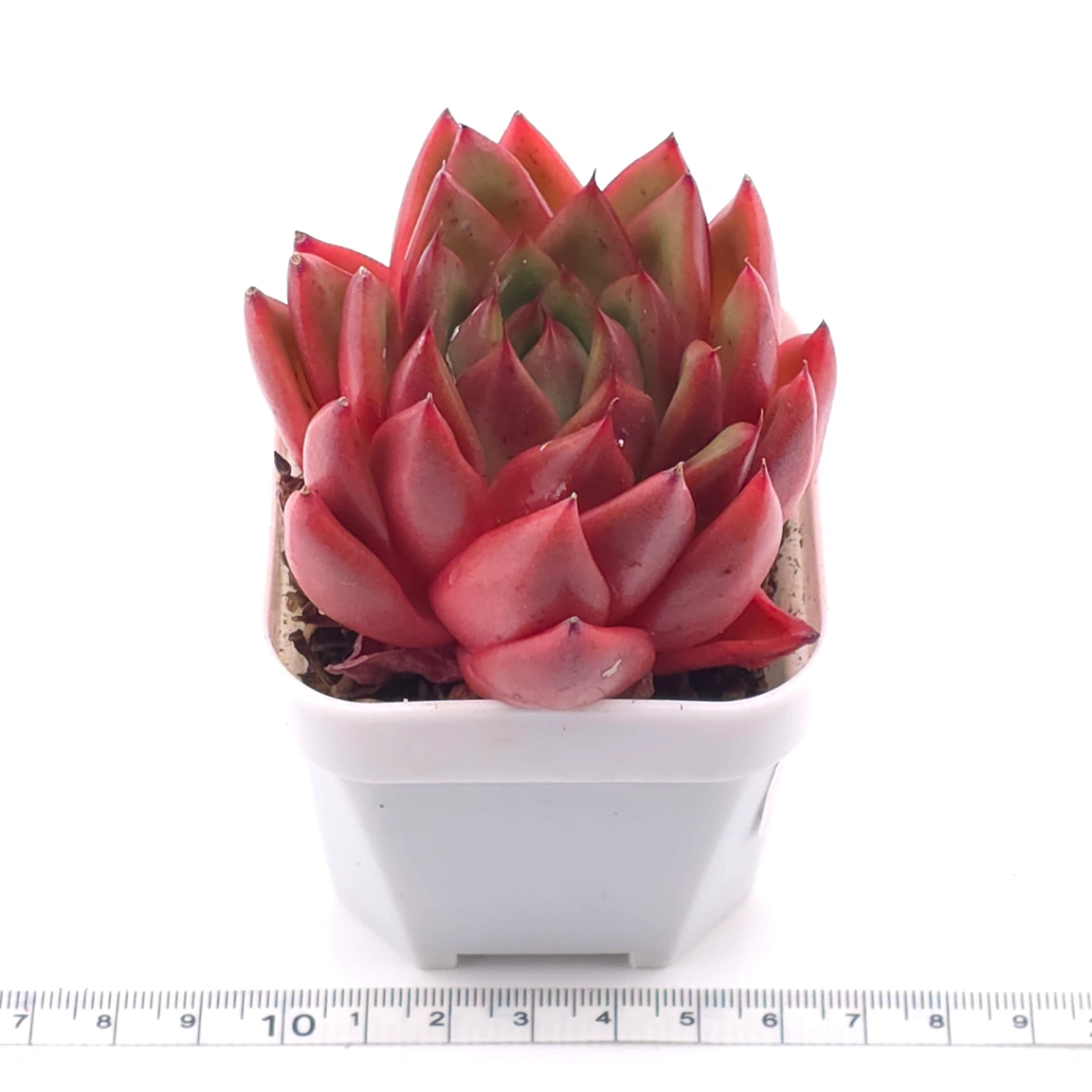 Echeveria ‘Scarlet’ | 緋紅女王 thumbnail 3