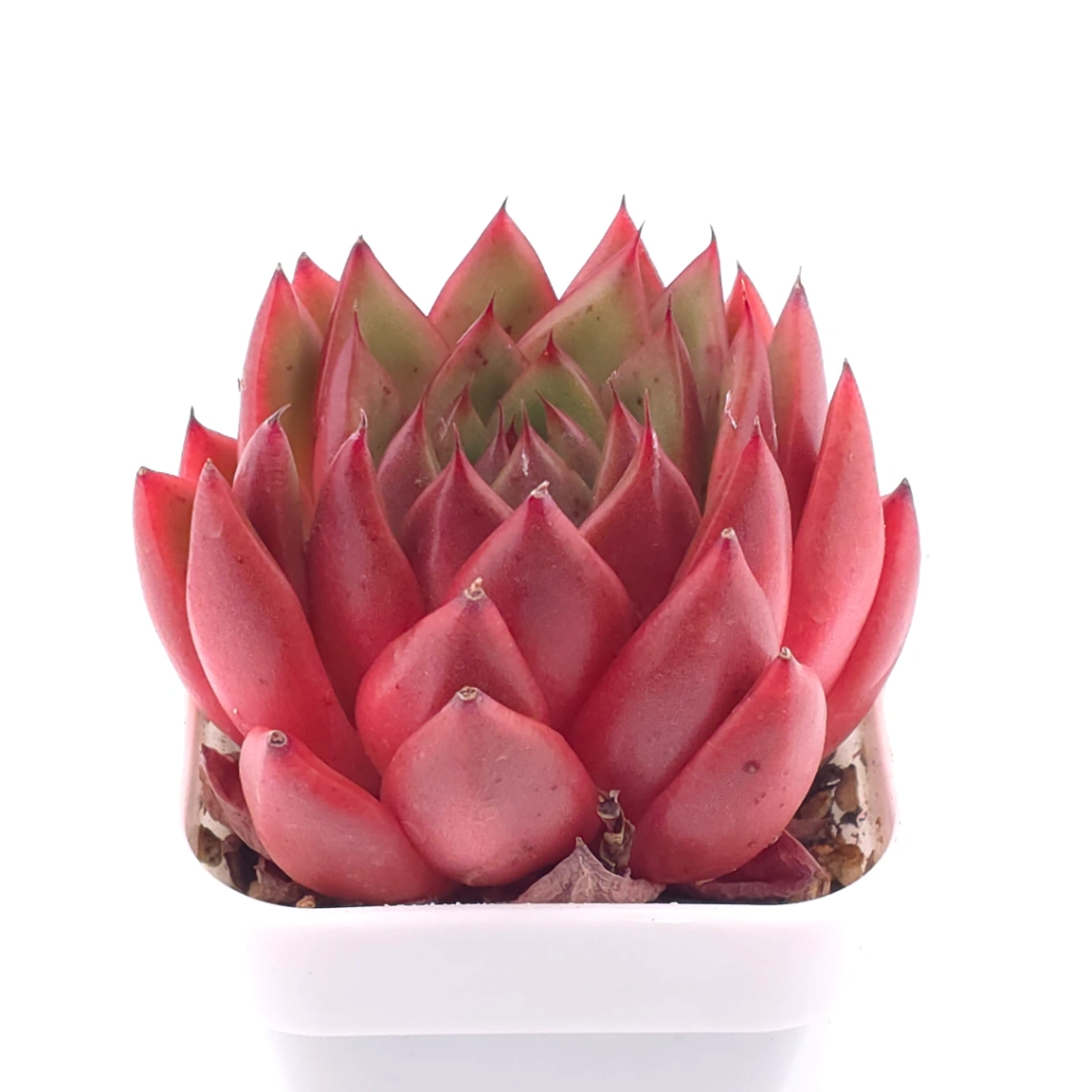 Echeveria ‘Scarlet’ | 緋紅女王 thumbnail 2