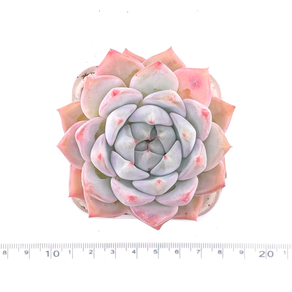 Echeveria ‘Snow Melanie’ | 雪媚娘 thumbnail 4