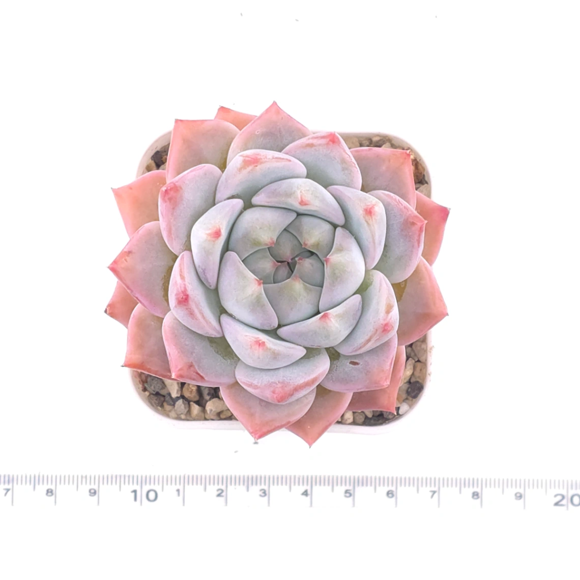 Echeveria ‘Snow Melanie’ | 雪媚娘 thumbnail 4