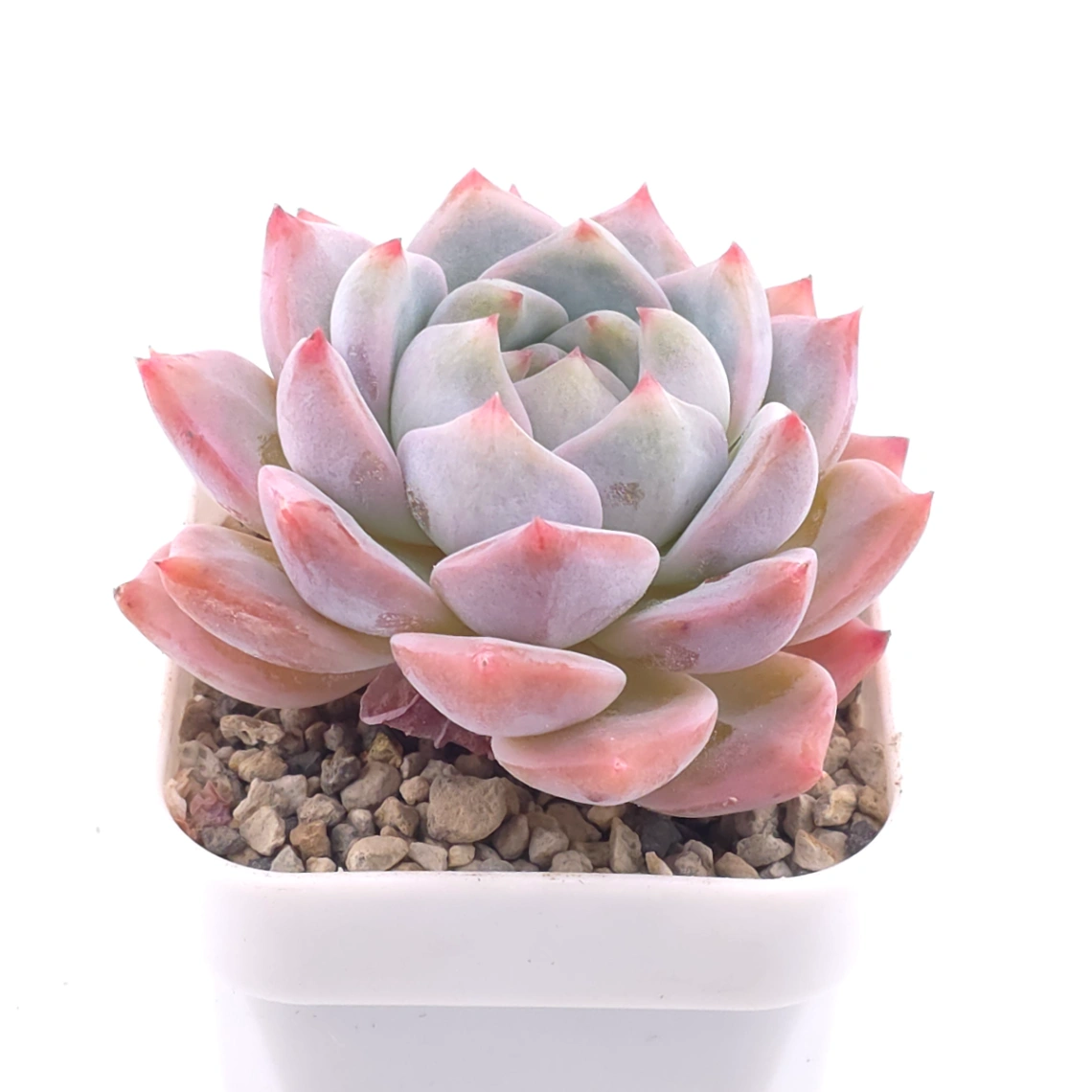 Echeveria ‘Snow Melanie’ | 雪媚娘 thumbnail 2