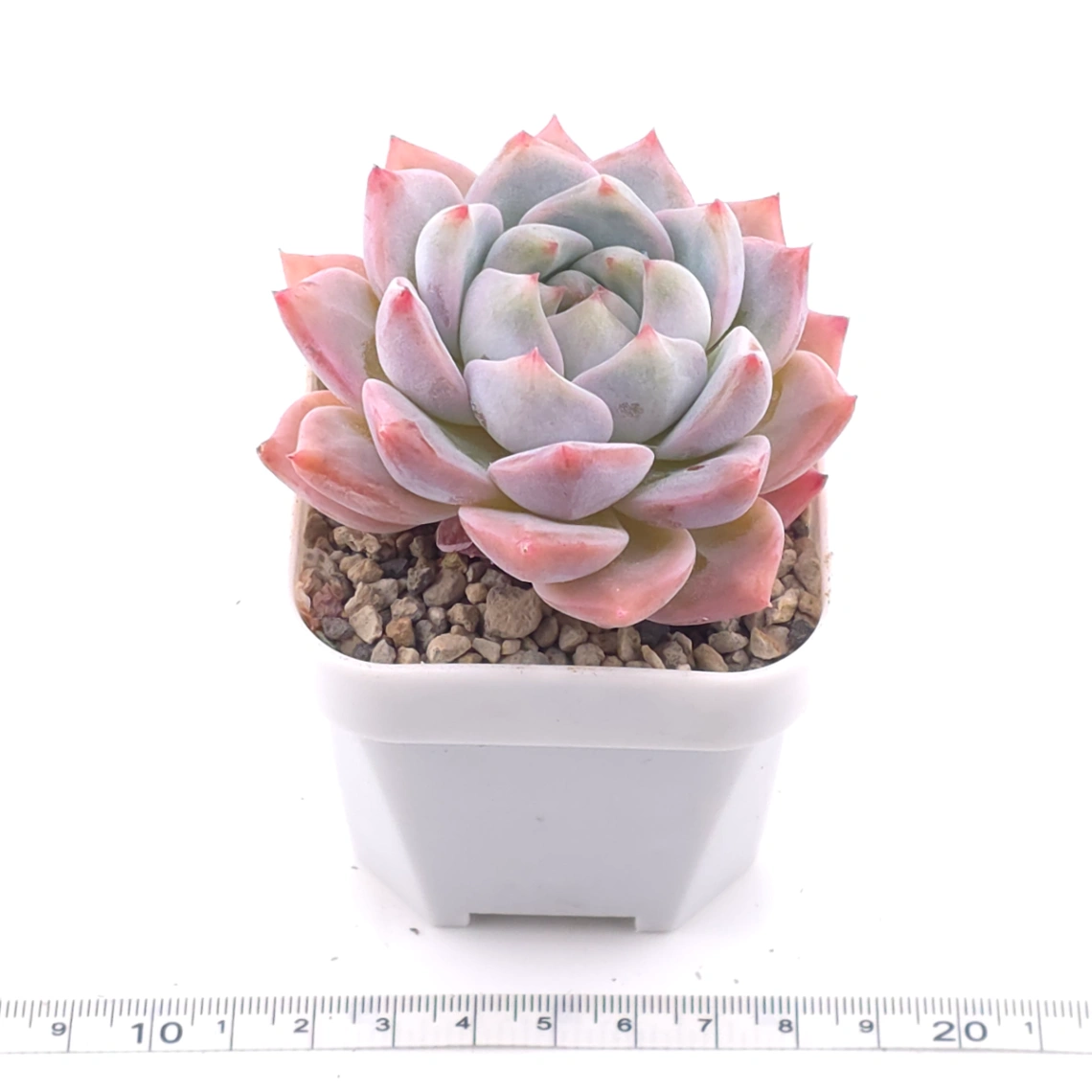 Echeveria ‘Snow Melanie’ | 雪媚娘 thumbnail 3