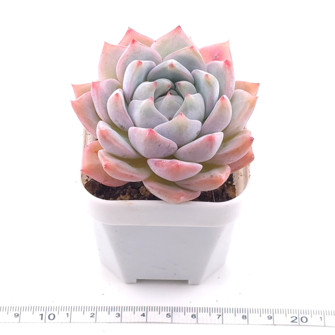 Echeveria ‘Snow Melanie’ | 雪媚娘 thumbnail 3