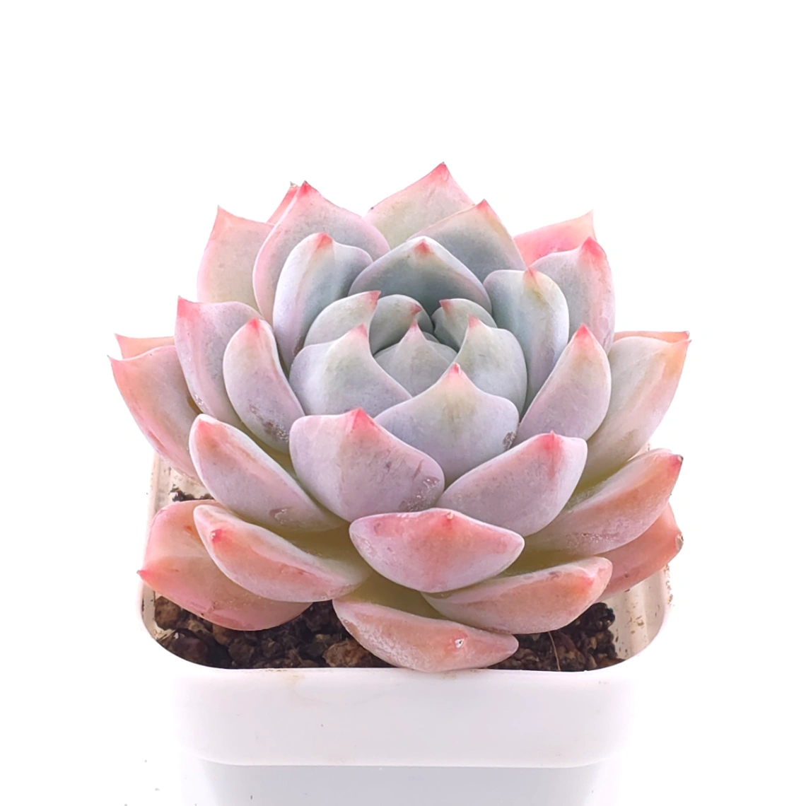 Echeveria ‘Snow Melanie’ | 雪媚娘 thumbnail 2
