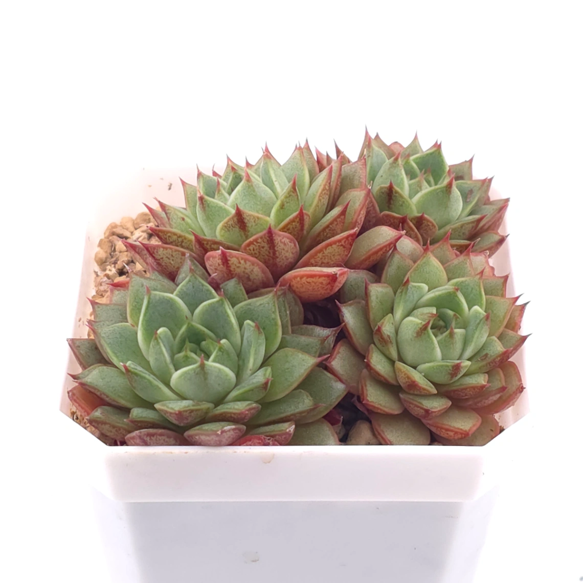 Echeveria ‘Spring Rain’ | 春雨 thumbnail 2