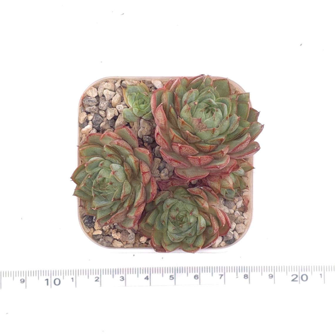 Echeveria ‘Spring Rain’ | 春雨 thumbnail 4