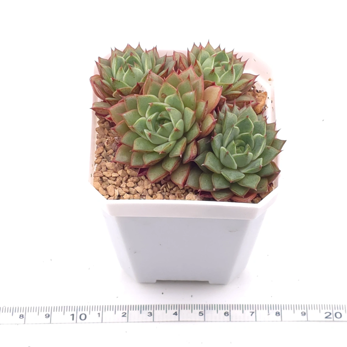 Echeveria ‘Spring Rain’ | 春雨 thumbnail 3