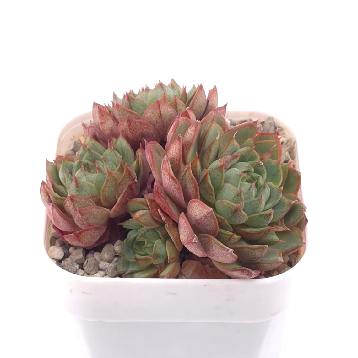 Echeveria ‘Spring Rain’ | 春雨 thumbnail 2