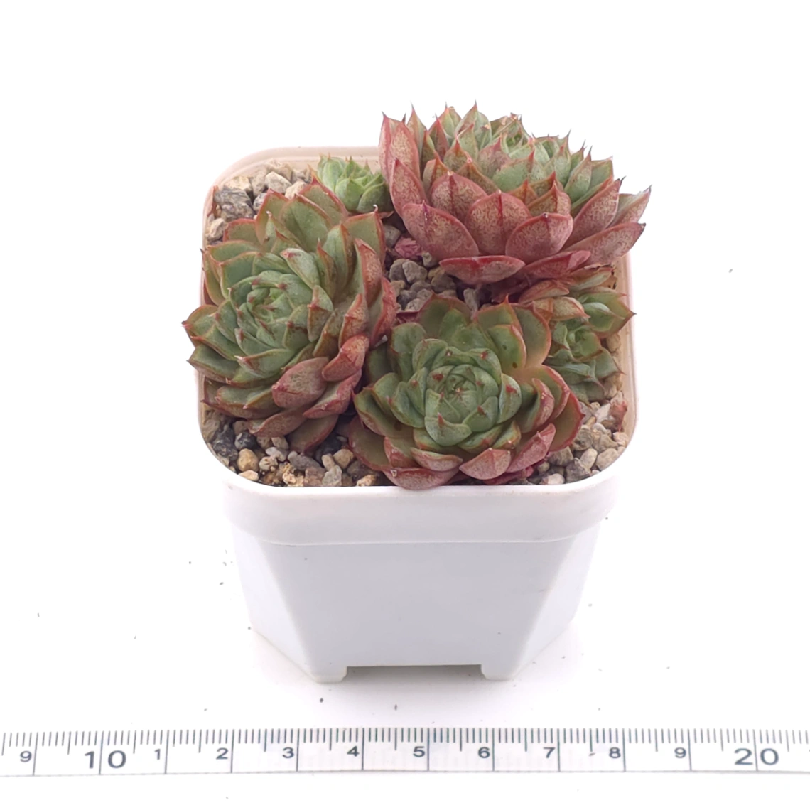 Echeveria ‘Spring Rain’ | 春雨 thumbnail 3