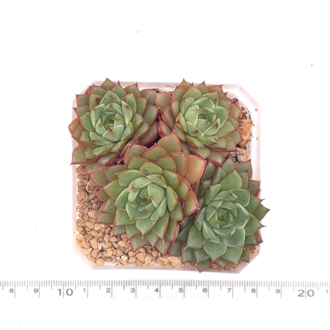 Echeveria ‘Spring Rain’ | 春雨 thumbnail 4
