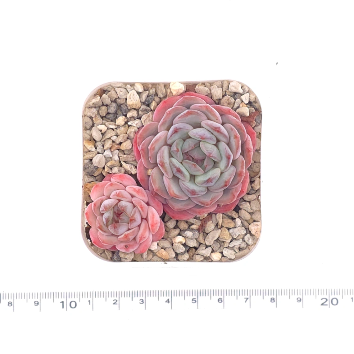 Echeveria ‘Star Orange’ | 星星橙 thumbnail 4