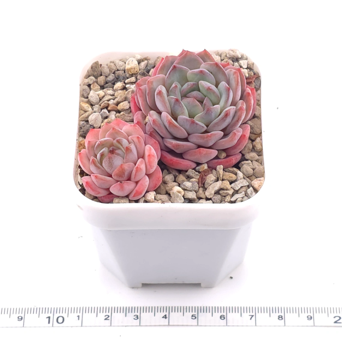 Echeveria ‘Star Orange’ | 星星橙 thumbnail 3
