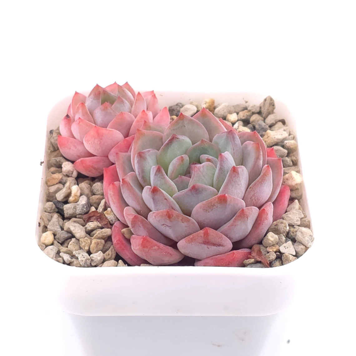 Echeveria ‘Star Orange’ | 星星橙 thumbnail 2