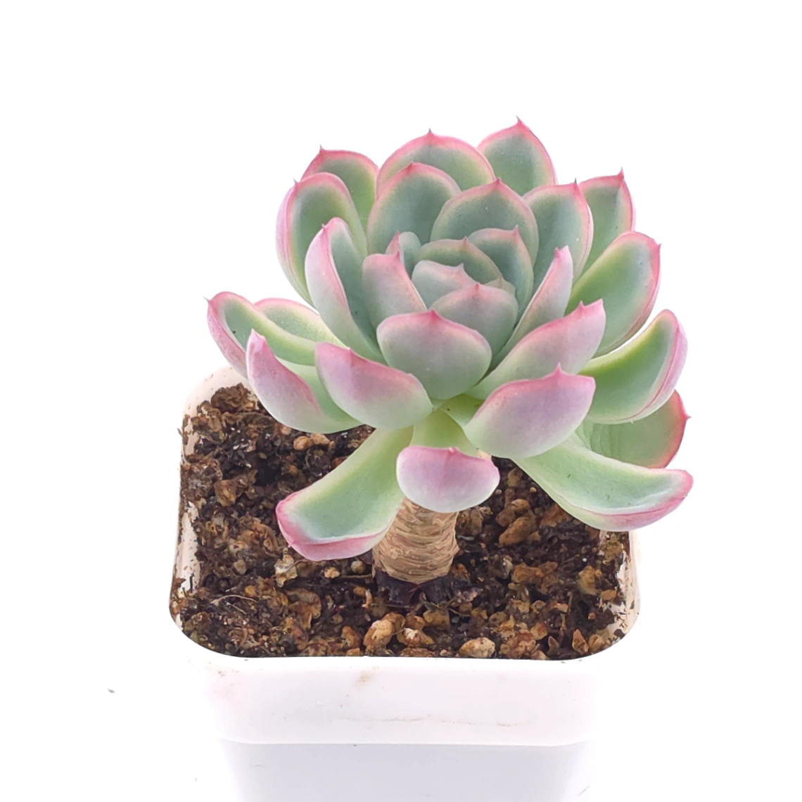 Echeveria ‘Strawberry Ice’ | 草莓冰 thumbnail 2