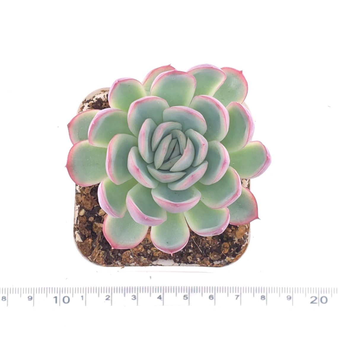 Echeveria ‘Strawberry Ice’ | 草莓冰 thumbnail 4