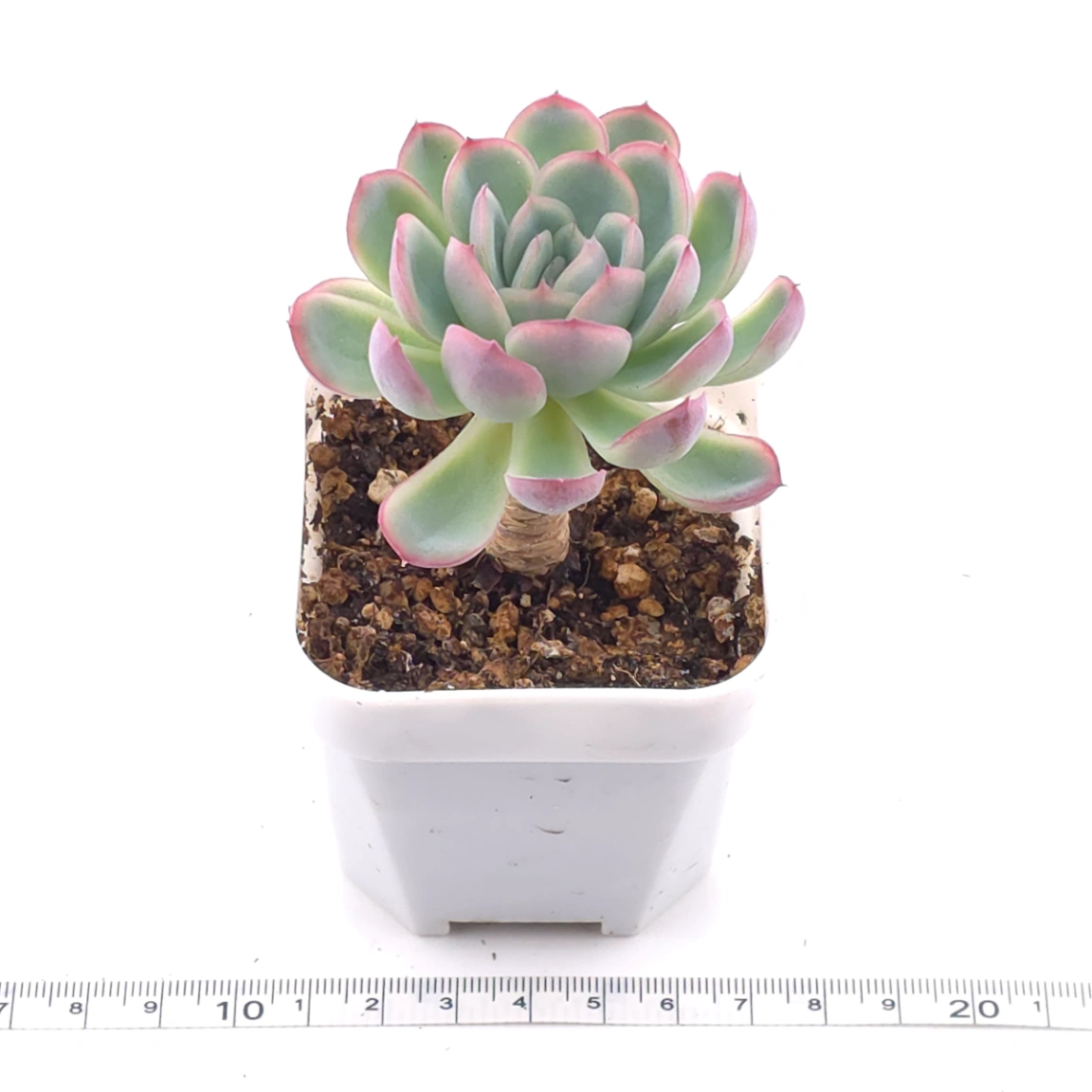 Echeveria ‘Strawberry Ice’ | 草莓冰 thumbnail 3