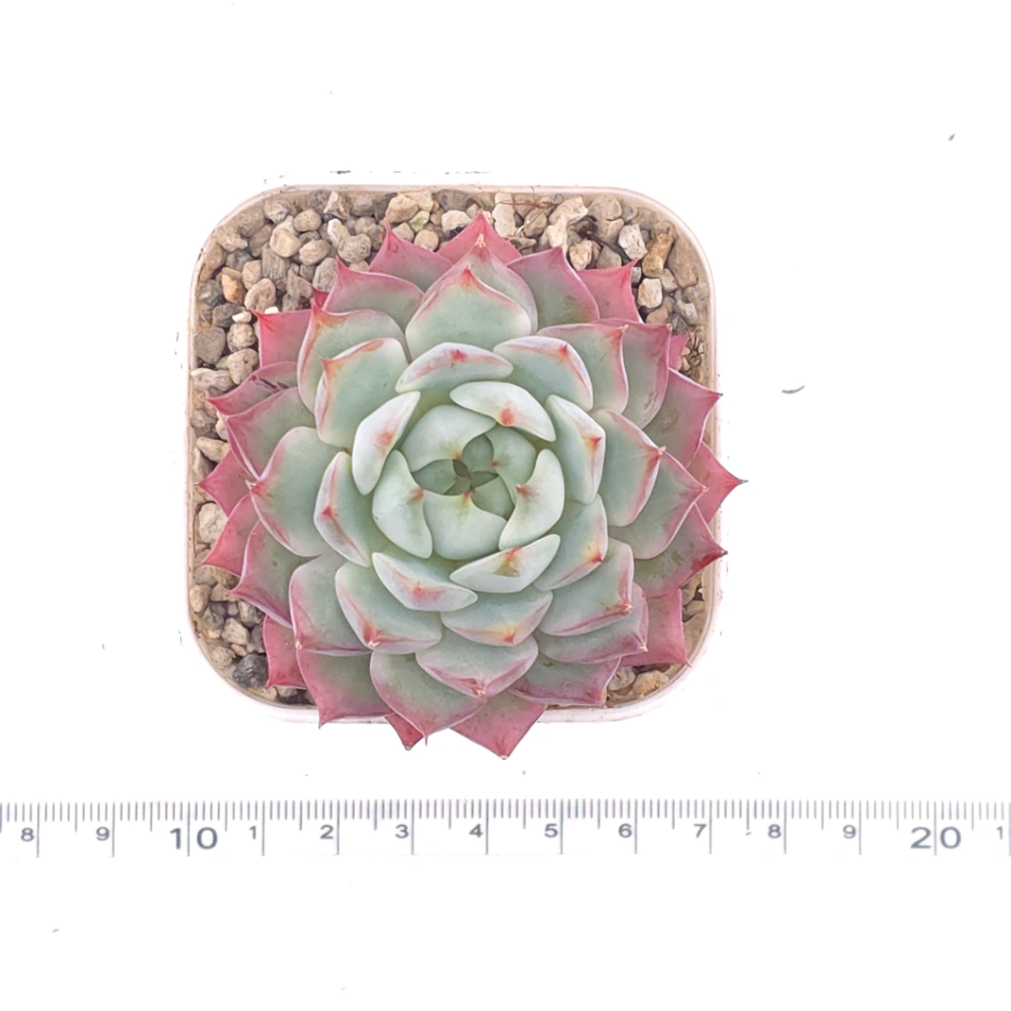 Echeveria ‘Tippy’ | 蒂比 thumbnail 4
