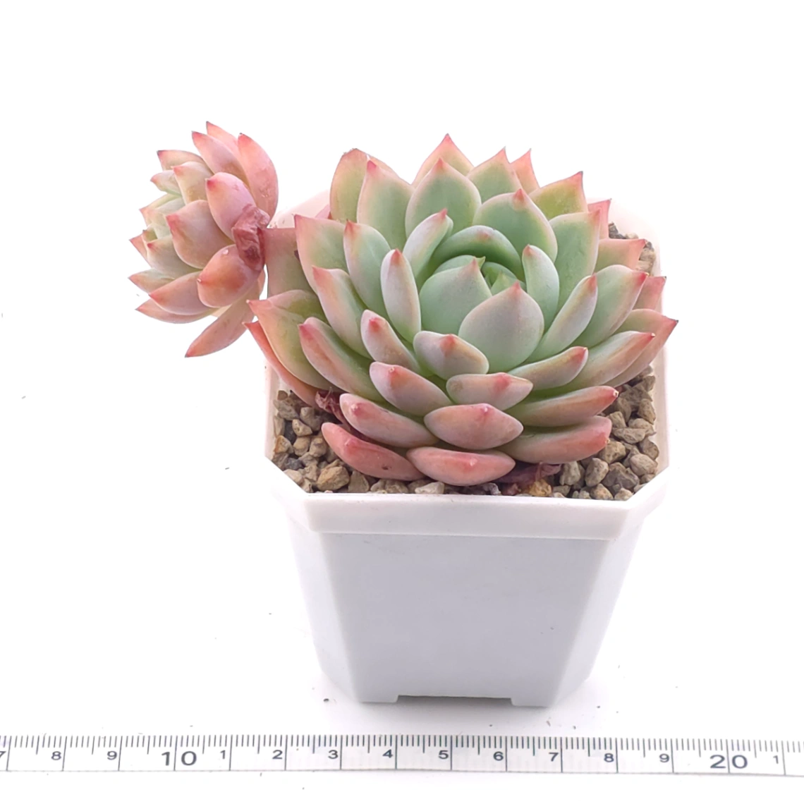 Echeveria ‘Tippy’ | 蒂比 thumbnail 3